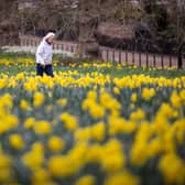 A woman walks past daffodils. 