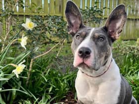 Jodie is an 8-month-old Staffordshire Bull Terrier crossbreed who has a condition called carpal hyperextension. She can be rehomed with older children and dogs, but no cats. 