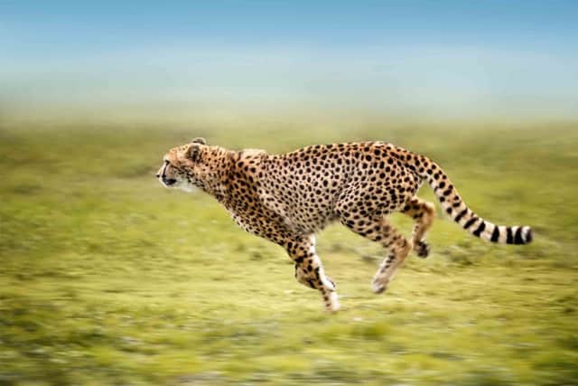 Cheetahs could be returning to India (photo: iStock)