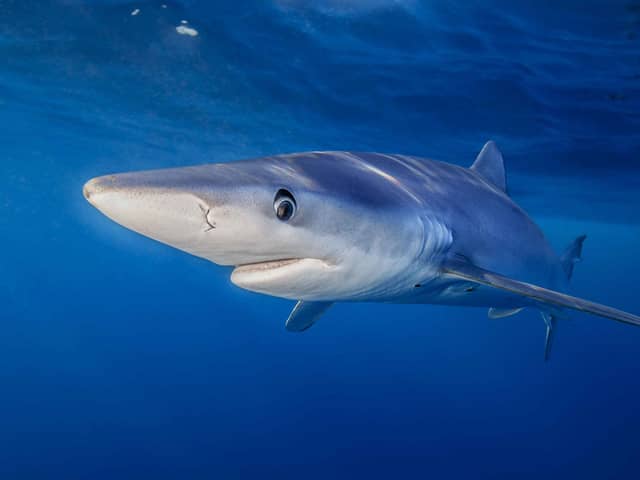 Blue shark swims near the surface (photo: tswinner)