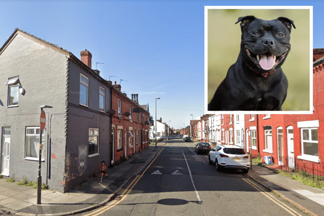 A general view of Goodison Road and a Staffordshire Bull Terrier