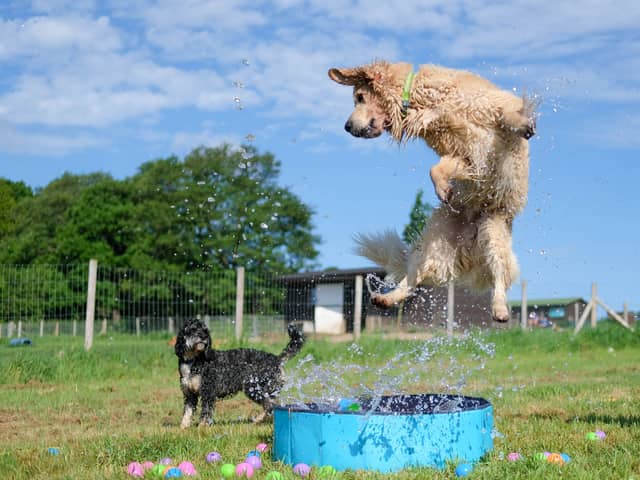 Rex and Daisy cool off in the pool at doggy day care Bruce's (photo: Bruce's)