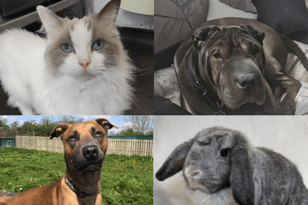 These animals are seeking a forever home. Image: Freshfields Animal Rescue.