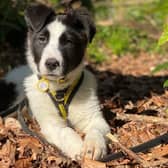Border Collie puppy Dima was fostered by Emma and Nisha.
