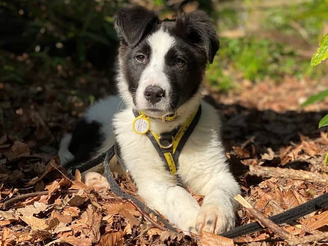 Border Collie puppy Dima was fostered by Emma and Nisha.