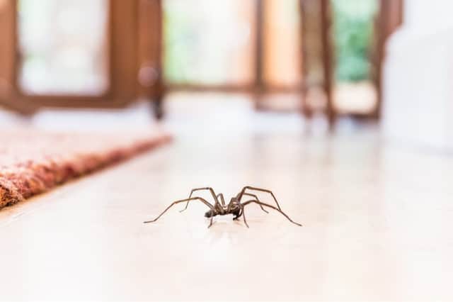The familiar sight of a House Spider scuttling across the floor of a home. 