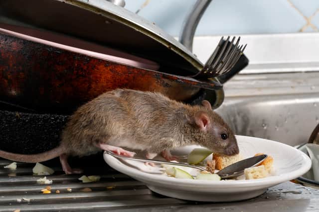 Liverpool City Council tackled 10,373 rodent infestations in 2022.