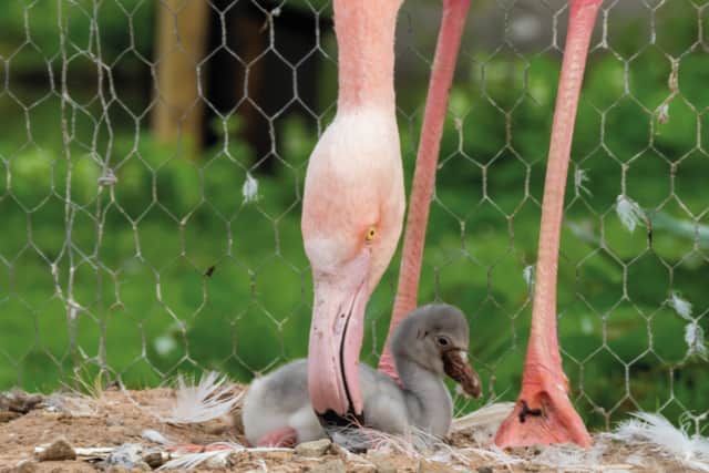 The birds will get their pink feathers when they are two-four years old. Image: Gary Gray