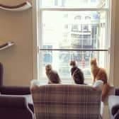 The cafe is now rated as “very good”. Image: Cat Cafe Liverpool