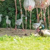 Flamingo chicks at Martin Mere