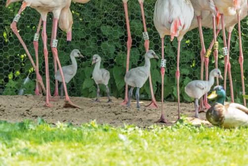 Flamingo chicks at Martin Mere