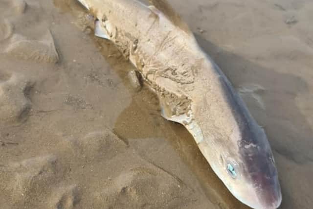 A shark found washed up on the beach in north Wirral. Image: Mick Preston
