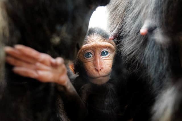 The newborn’s gender is not yet known. Image: Chester Zoo/SWNS