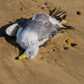 A dead seagull on a beach.