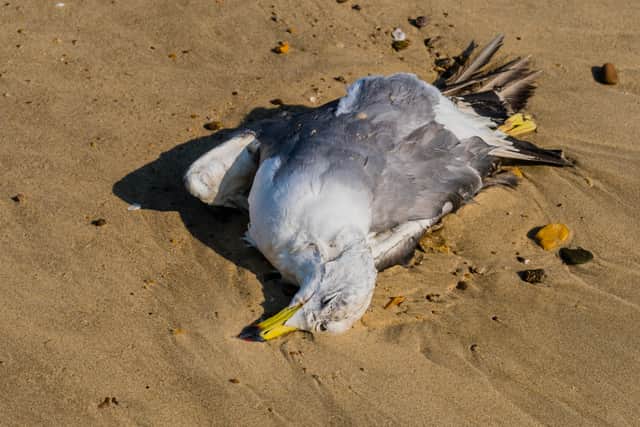 A dead seagull on a beach.