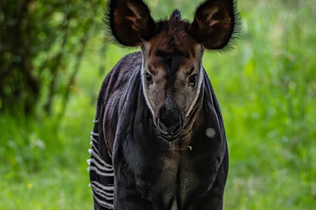 Of the 14 okapi living in conservation zoos in the UK, six are being cared for by experts at Chester Zoo as part of the endangered species breeding programme. Image: Chester Zoo