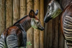 A rare okapi calf has her first outdoor adventure after being born at Chester Zoo. Image: Chester Zoo