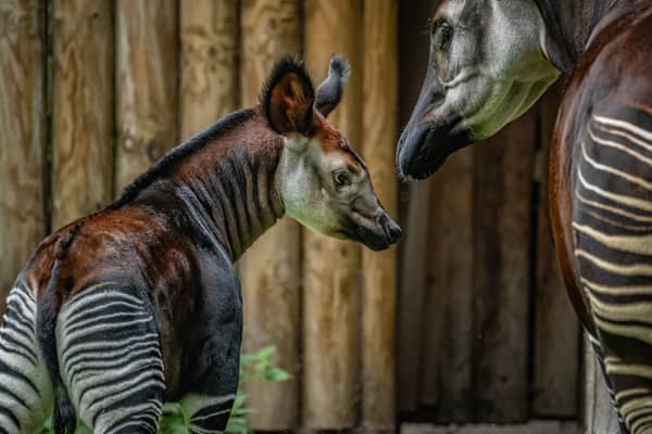 A rare okapi calf has her first outdoor adventure after being born at Chester Zoo. Image: Chester Zoo
