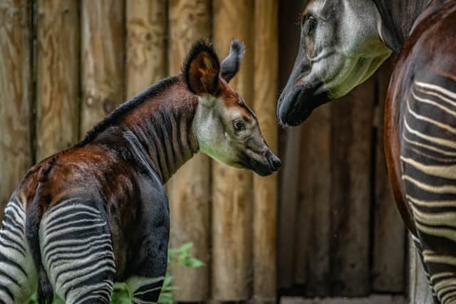 A rare okapi calf has her first outdoor adventure after being born at Chester Zoo. Image: Chester Zoo