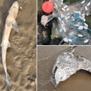 A sharks, porpoise and herring gull found dead on the Merseyside coast.