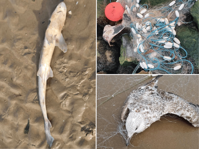 A sharks, porpoise and herring gull found dead on the Merseyside coast.