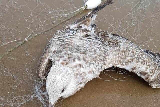 A juvenile herring gull trapped in a gillnet that was later rescued. Credit: Mark Turner