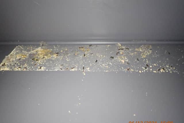 Mouse droppings found at Sun Market Liverpool. Photo by Liverpool City Council.