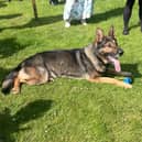 Xander the Alsatian helped launch Merseyside Police’s campaign to try to reduce dog bites