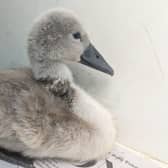 Credit: RSPCA, A swan on Eccleston Mere in St Helens had a lucky escape after a hook pierced her neck and she became entangled in fishing line.
