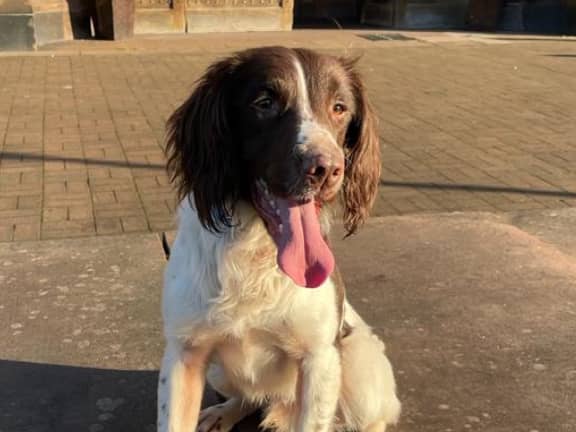 PD Paddy. Photo by Merseyside Police