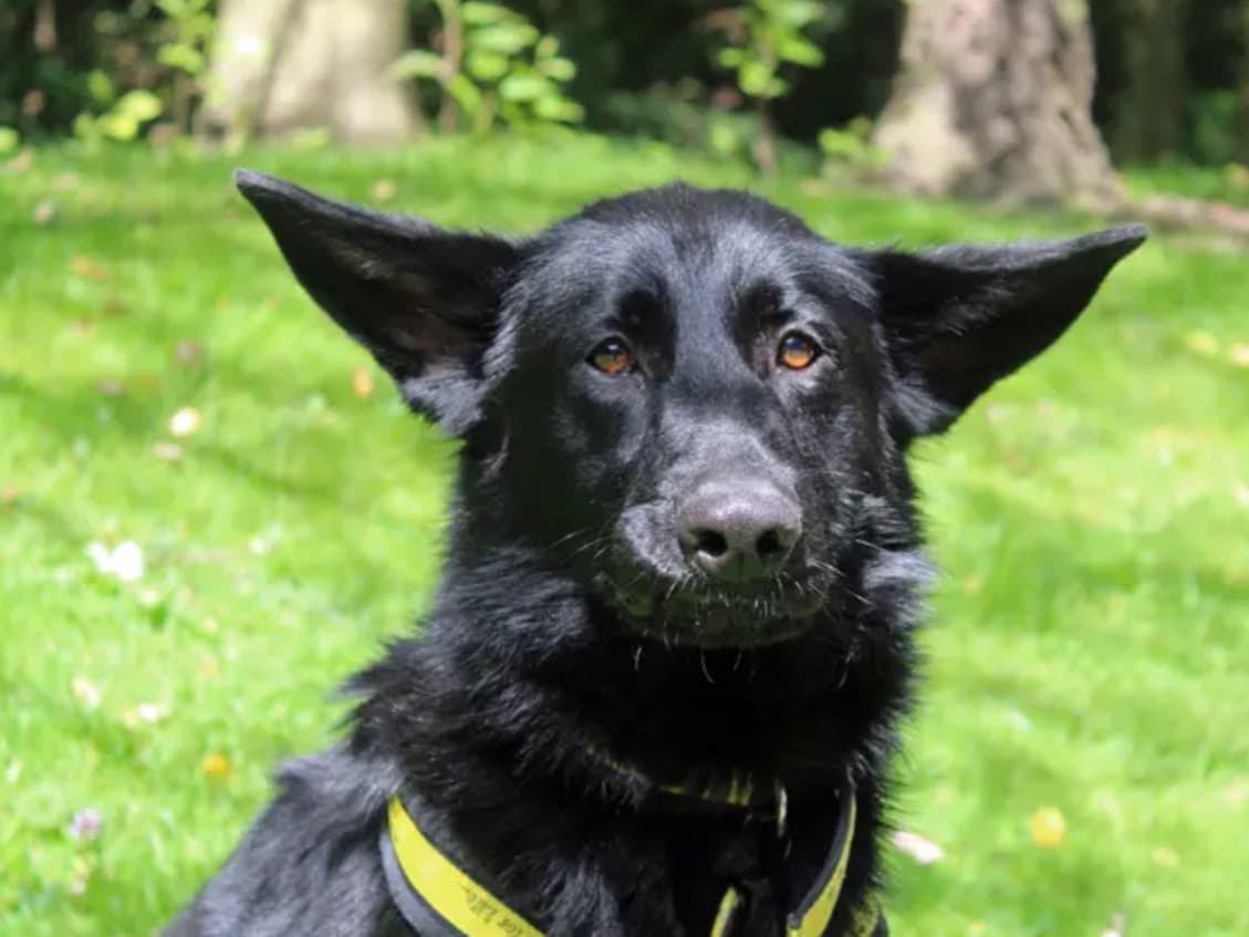 18 dogs and puppies looking for a home in and around Liverpool - Vimarsana News
