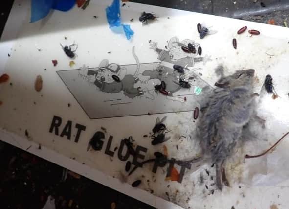 A dead mouse on a glue board at Blue Nile food and grocery store. Image: Liverpool City Council