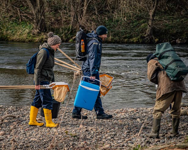 Conservationists race to save critically endangered insect found in the River Dee in Wales. Photo by Chester Zoo.