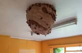 Massive Asian Hornet nest discovered in derelict house - prompting fresh warnings 
