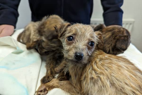 Dog cruelty is on the rise across the country. Photo by RSPCA.