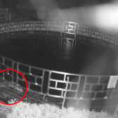 Video grab as a cheeky otter (red circle) has been caught red-handed on CCTV stealing more than £100,000 worth of Koi Carp fish from a luxury hotel. Image: Grosvenor Pulford Hotel & Spa /  SWNS