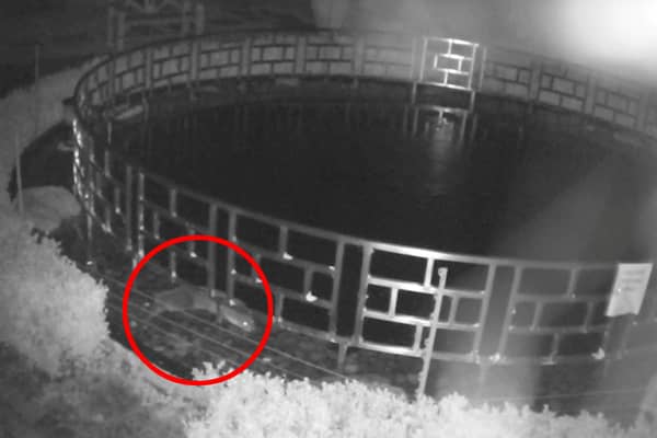 Video grab as a cheeky otter (red circle) has been caught red-handed on CCTV stealing more than £100,000 worth of Koi Carp fish from a luxury hotel. Image: Grosvenor Pulford Hotel & Spa /  SWNS