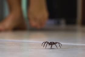 Male spiders will move indoors looking for a mate in September. Image: RHJ - stock.adobe.com