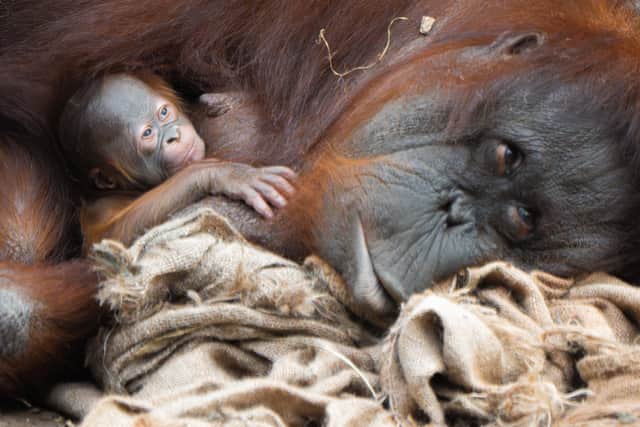 Chester Zoo welcome birth of rare orangutan. Photo by Chester Zoo.
