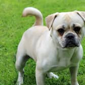 Dogs Trust Merseyside have a number of lovely dogs up for adoption, such as Pug cross, Rolo. Photo by Dogs Trust.
