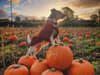 Pumpkin picking Liverpool: Best pumpkin patches in Liverpool and Merseyside to visit for Halloween 2023