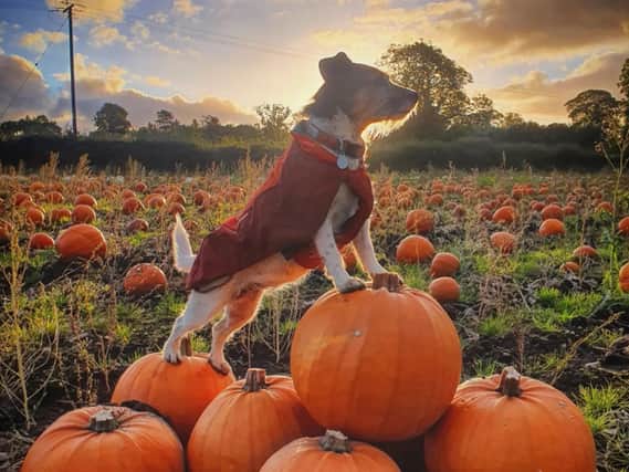 Pumpkin picking season is almost here and Liverpool and its surrounding areas have a number of wonderful pumpkin patches. Photo: Claremont Farm. 