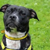 Beatrice,  Staffordshire Bull Terrier Cross. Image: Dogs Trust Merseyside