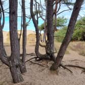 A glimpse of the sea through gnarled pine trees and sand dunes in Formby. Image: Dominic Raynor