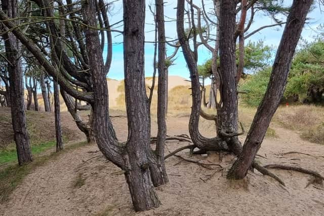 A glimpse of the sea through gnarled pine trees and sand dunes in Formby. Image: Dominic Raynor