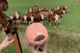 Watch the ‘udderly’ adorable moment a herd of cows rush down a field to enjoy free jazz performance