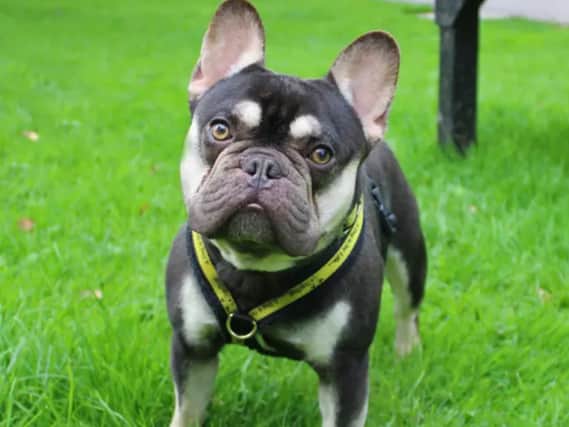 Dogs Trust Merseyside have a range of dogs looking for forever homes around Liverpool. Photo: Dogs Trust Merseyside