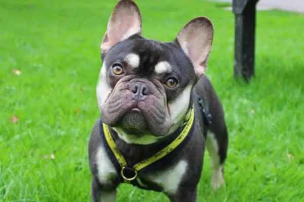 Dogs Trust Merseyside have a range of dogs looking for forever homes around Liverpool. Photo: Dogs Trust Merseyside