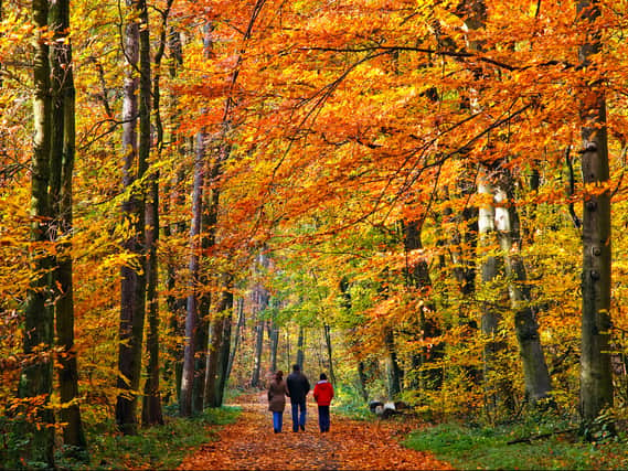 These are Merseyside’s most beautiful places for an autumn walk. Photo by sborisov via Adobe for illustrative purposes only.