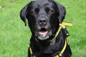 Dogs Trust Merseyside has a number of lovely animals up for adoption, include Labrador Bailey. Photo: Dogs Trust